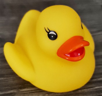 Quitscheente in gelb